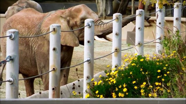 African Bush Elephants Eat at the San Diego Zoo Safari Park