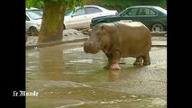 Des animaux du zoo de Tbilissi s'échappent après les inondations meurtrières en Géorgie