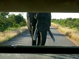 Elephant blocks road at Kruger