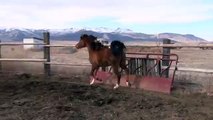 (Fonzy) Pure Bred Arabian Stallion for sale