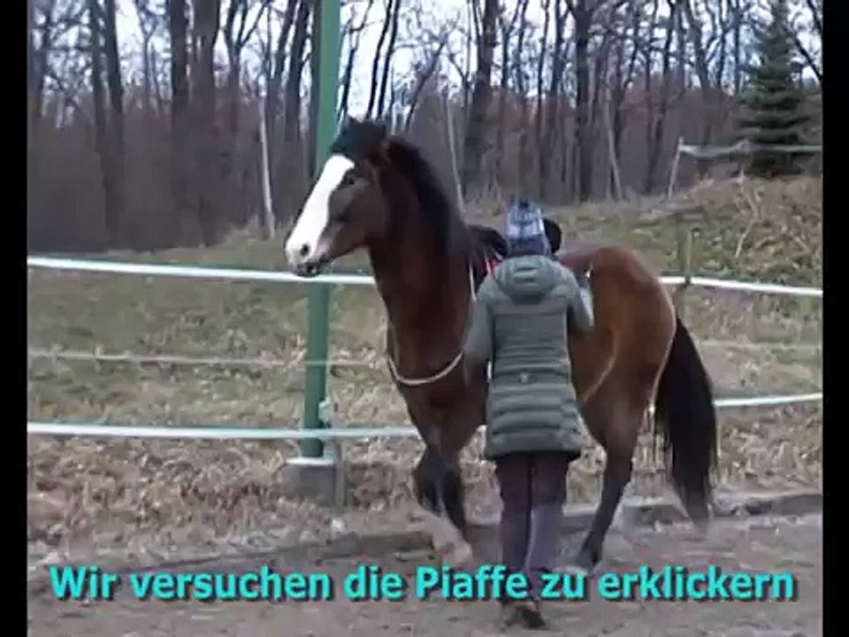 Piaffe und Clickertraining