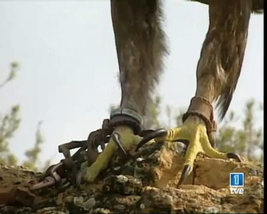 Reportaje Águila Real 'Belagua' TVE Aragón