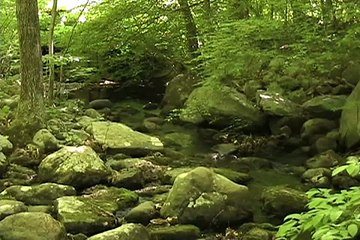 Deep Relaxation Meditation with Beautiful Scenic Forest River to Rejuvenate Body/Mind/Skin
