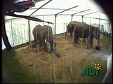 El sufrimiento de los elefantes circenses en el Great British Circus
