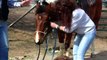Proper way to put bits & bridles on a Horse ! stall13.com videos