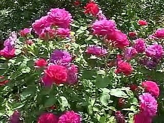 The Future of the English Language