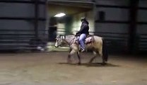 SOLD!! Spirit - 8 year old Buckskin large pony / small horse FOR SALE