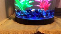My Family Pets Ep.3 (My Sister's Fish Shelly)