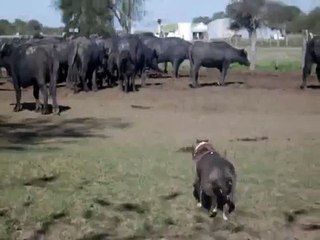 Pitbull Vs Buffalo