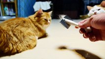 【マンチカン３兄妹】短足ネコはプラッシングがお好き　~Short legged cats love brushing.~