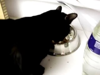 What do cats say when they eat?