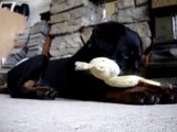 Rottweiler puppy playing with toy (10 weeks)
