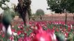 From drugs raids to wheat crops - sowing seeds of progress in Afghanistan