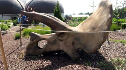 Científicos descubren restos de sangre de dinosaurio en fósiles