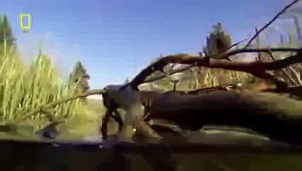 The Dam Beavers - Nature's Engineers Building [A Full Wildlife Documentary HD]