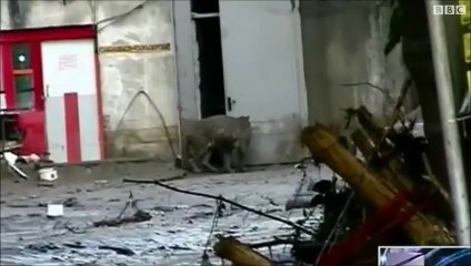 حيوانات برية في شوارع عاصمة جورجيا جراء الفيضانات