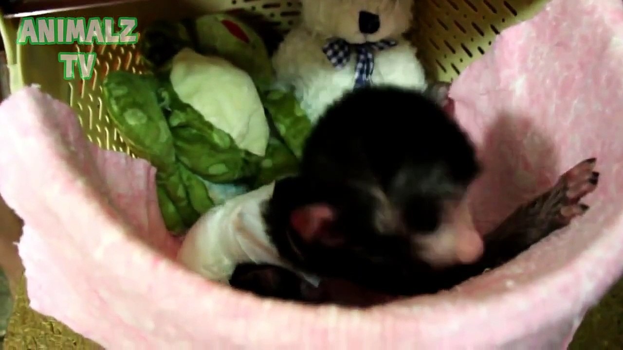 Cute Baby Animals Living In Zoo Compilation 2015 NEW HD VIDEO