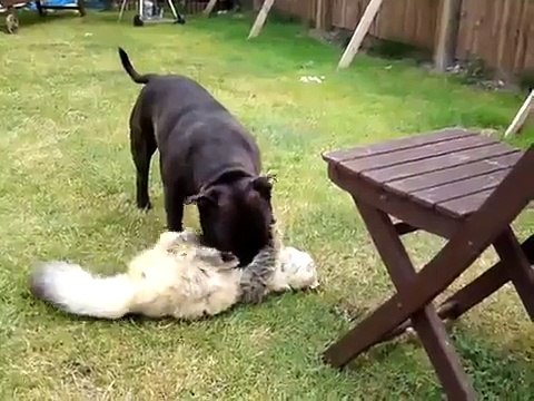 Schumacher and_gizmo. Staffordshire bull terrier v's cat fight till the death