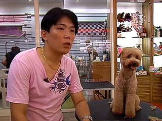 Круглые и квадратные: креативные причёски для собак