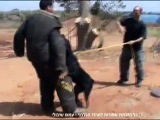 personal protection dog training - אימון כלב הגנה