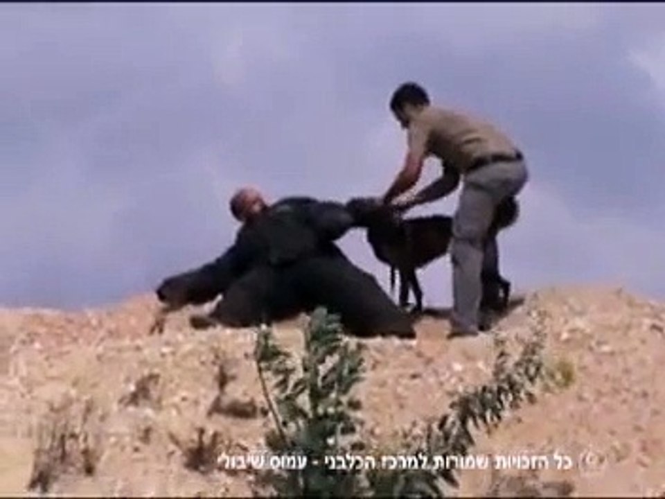 Personal protection dogs training - כלבי תקיפה