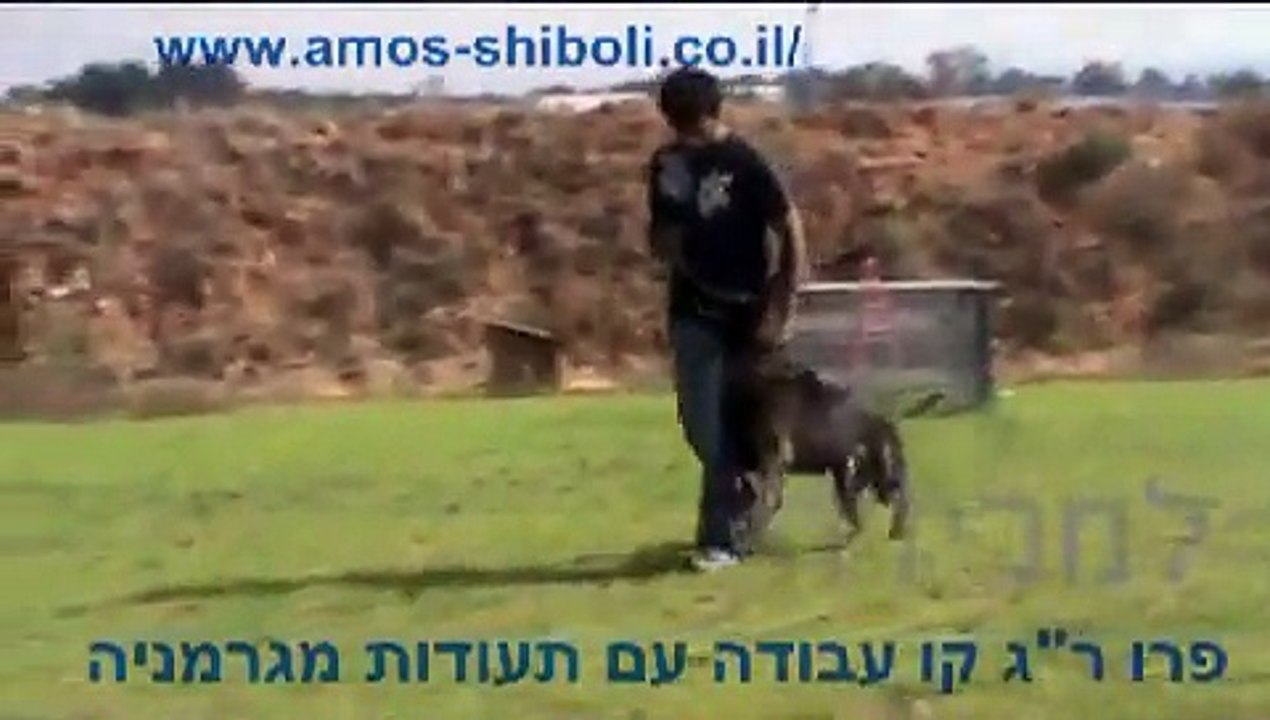 Protection Dog - Fero