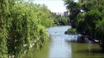 Swan Lake - Lacul Lebedelor_ Parcul - I.O.R. - Park_ Bucharest_ Romania