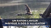 Un raton-laveur navigue à dos d’alligator