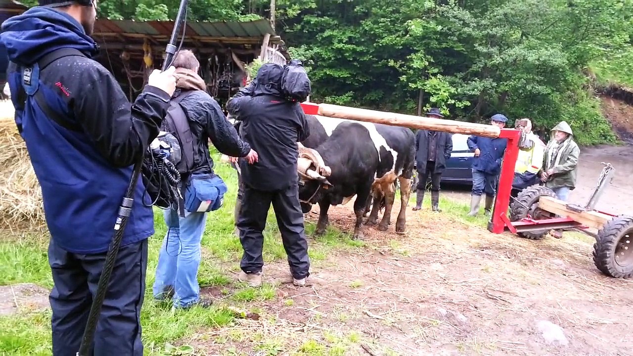 Attelage bovin, Journée technique à Soultzeren 2015 chez Philippe Kuhlmann, partie 1