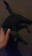 This cat's performance is Oscar-worthy!