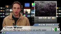 Moringa Oleifera purifies water