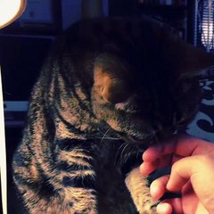 Matilda, le chat aux yeux d'extraterrestre