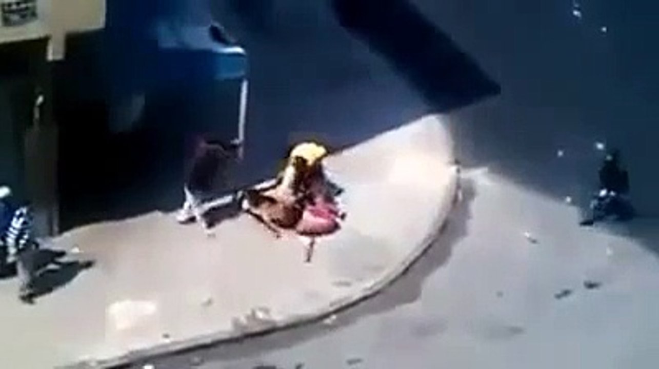 Dog Fights Back [dog fight]