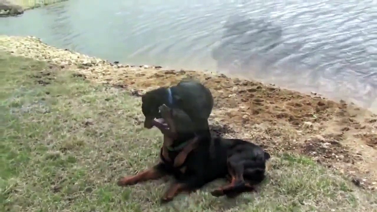 REAL DOG FIGHTS!!! NEW!!! [dog fight]