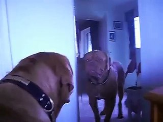 mirror - v - kane - my dogue de bordeaux