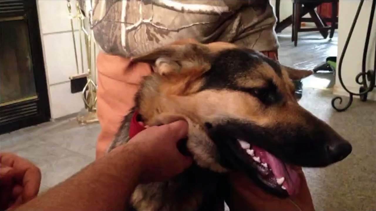 How to apply moleskin padding to a German shepherd's ear