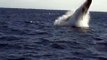 Humpback Whale Breaching Off of Maui!