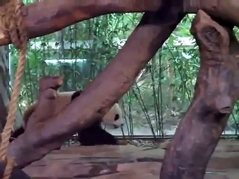 Bad panda pees on a poor sleeping panda [上面的，你太过分了！]