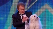 Britain's got talent Amazing Dog Wendy