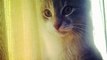Licking my #paws #calico #chickie #cats #cat #chats #gatti #gatos #instagood #pets #animali #anima
