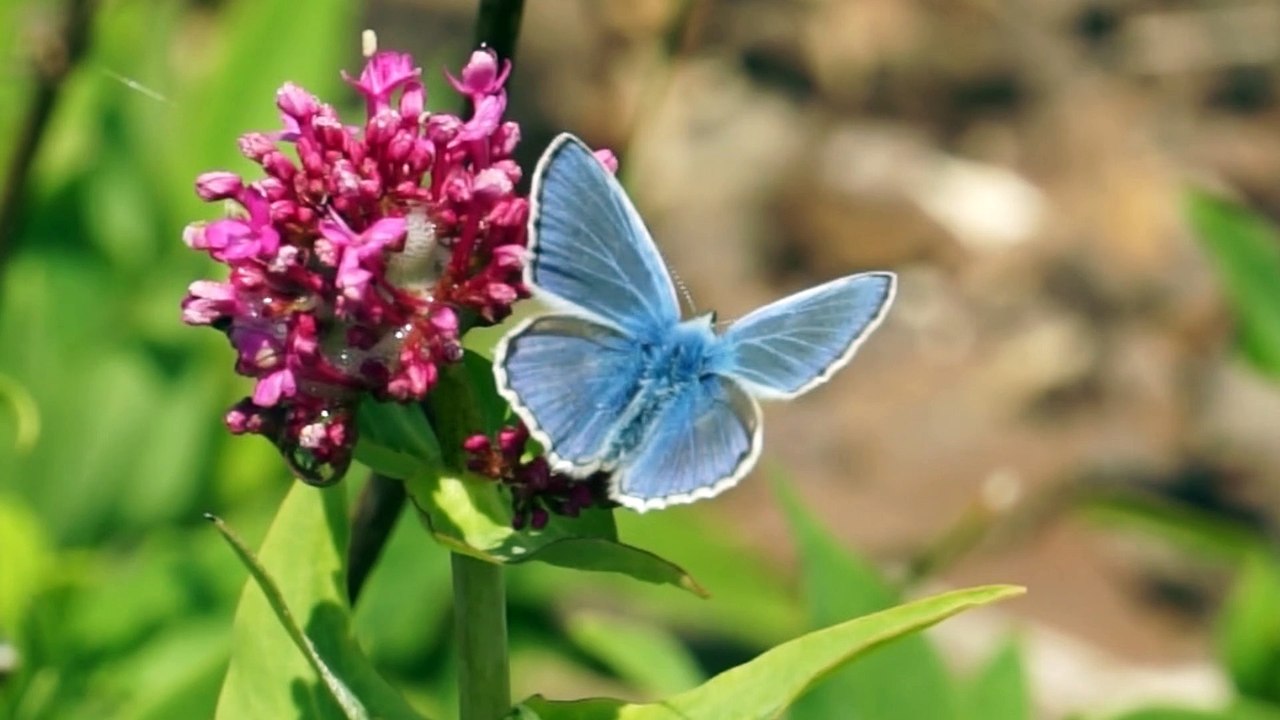 Common Blue