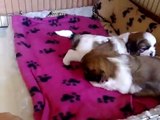 4 week old shih tzu puppies play fighting