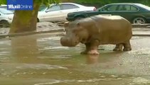 Shadrach in Georgia flood: Warning over escaped zoo animals HD Official Video - Collegegirlsvideos