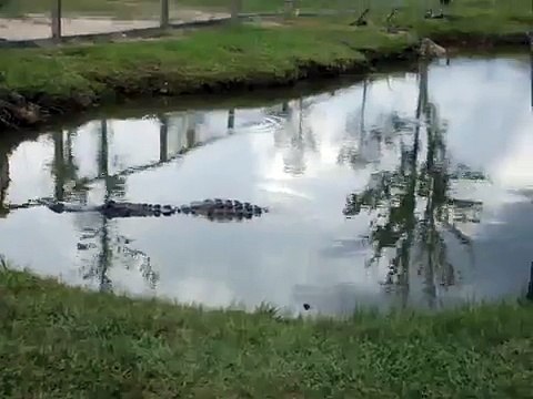 Damon Bailey gets Big Al to bellow at Gator Country in Beaumont, Texas in June of 2009