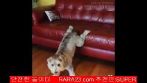 ­  Best Pet and Animal Vines August 2014 Compilation of Funny and Awesome Pet Vines! clip1 7