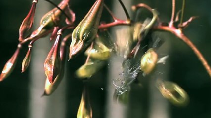 Ces plantes qui explosent pour se reproduire