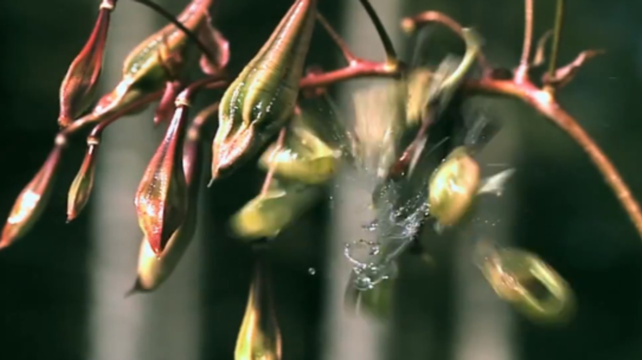 Ces plantes qui explosent pour se reproduire