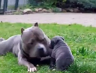 5 haftalık oğluyla oynayan XXL adlı köpek