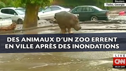 Des animaux d'un zoo errent en ville après des inondations