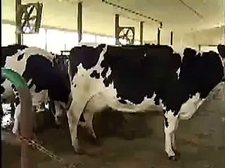 Download Video: Milking Dairy Cows - Free-Stall Barn Video